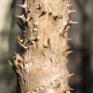Devils Walking Stick Bush Seeds Aralia Spinosa 30 Seeds Fresh Seeds Fast Shipping