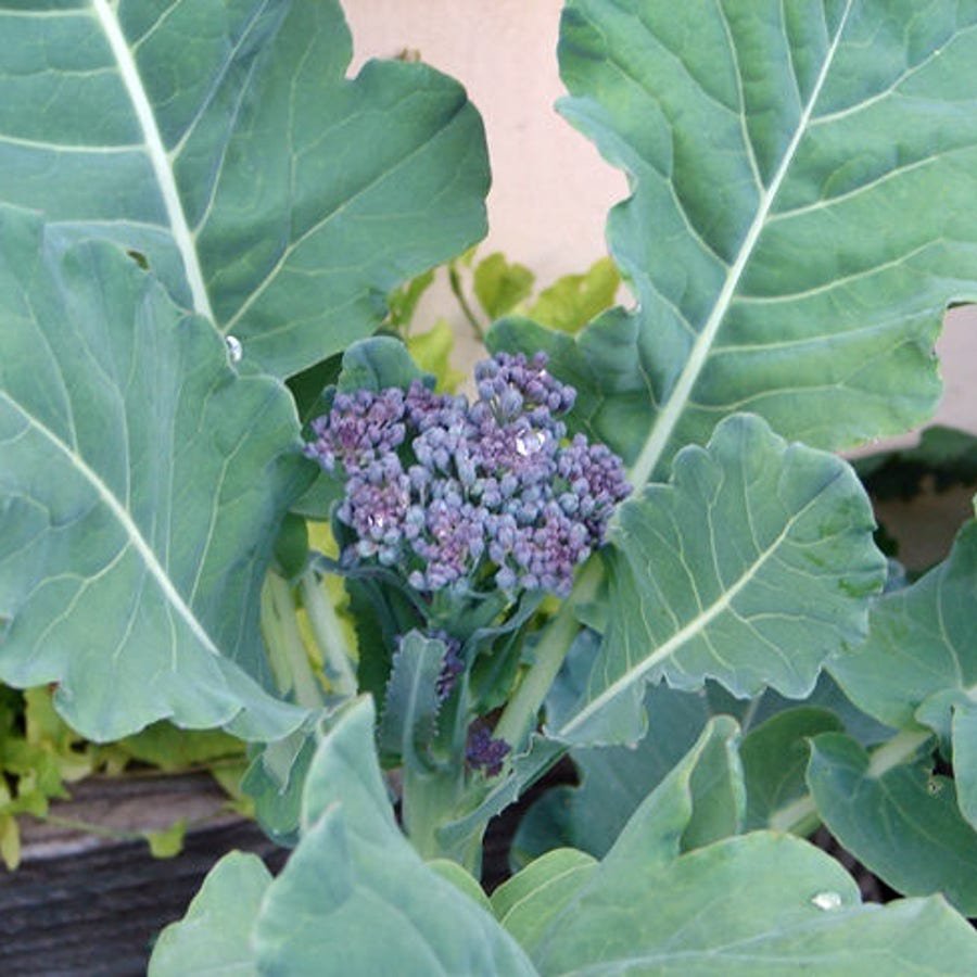 Di Cicco Sprouting Broccoli Vegetable Seeds Fresh Seeds Fast Shipping