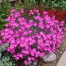Dianthus Cheddar Pink Flower Seeds Dianthus Gratianopolitanus 50 Seeds Fresh Seeds Fast Shipping