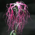 Dianthus Spooky Mix Flower Seeds Dianthus Superbus 100 Seeds Fresh Seeds Fast Shipping
