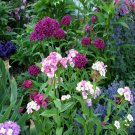 Dianthus Sweet William Mix Flower Seeds Dianthus Barbatus 200 Seeds Fresh Seeds Fast Shipping