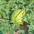 Dixie Queen Watermelon Sweet Watermelon Seeds Melon Seeds For Planting Melon Seeds Fresh Seeds Fast 