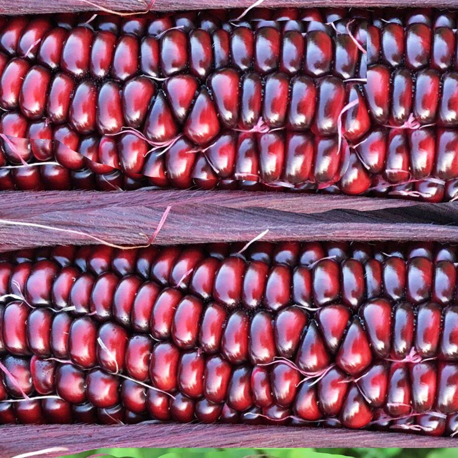 Double Red Sweet Corn Garden Vegetable Fresh Seeds Fast Shipping