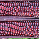 Double Red Sweet Corn Garden Vegetable Fresh Seeds Fast Shipping