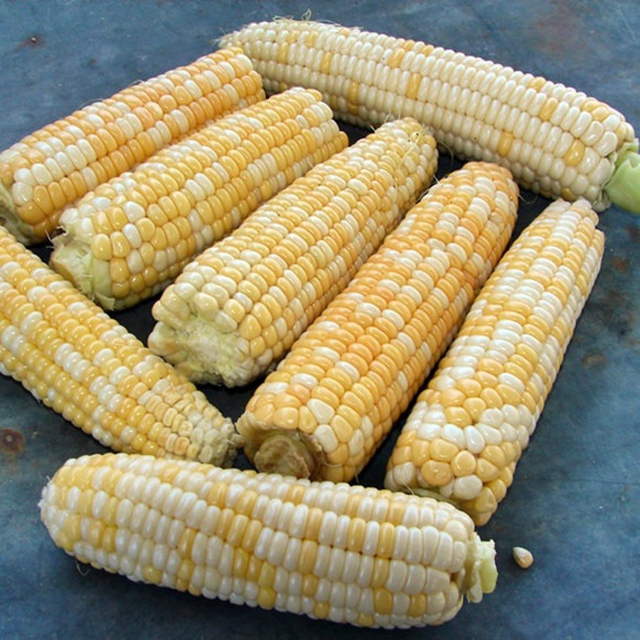 Double Standard Sweet Corn Vegetable Seeds Bicolor Fresh Seeds Fast Shipping