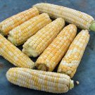 Double Standard Sweet Corn Vegetable Seeds Bicolor Fresh Seeds Fast Shipping