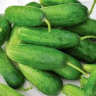 Double Yield Cucumber Vegetable Fresh Seeds Fast Shipping