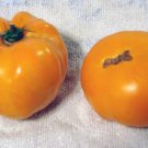 Dr Wyches Yellow Tomato Grown To Organic Standards Fresh Seeds Fast Shipping