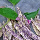 Dragon Tongue Bush Beans Vegetable Fresh Seeds Fast Shipping