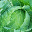 Drumhead Cabbage Vegetable Seeds Fresh Seeds Fast Shipping