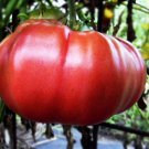 Dutchman Tomato Grown To Organic Standards Fresh Seeds Fast Shipping