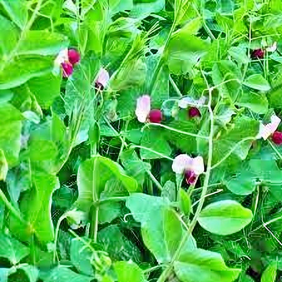 Dwarf Grey Sugar Snow Pea Fresh Seeds Fast Shipping