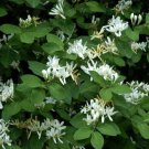 Dwarf Honeysuckle Bush Seeds Lonicera Xylosteum 40 Seeds Fresh Seeds Fast Shipping