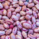 Dwarf Horticulture Taylor Dry Bush Beans Speck Bay Vegetable Fresh Seeds Fast Shipping