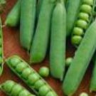 Early Frosty Peas Fresh Seeds Fast Shipping
