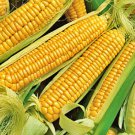 Early Golden Bantam Sweet Corn Fresh Seeds Fast Shipping