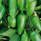 Early Jalapeno Hot Pepper Vegetable Seeds Fresh Seeds Fast Shipping