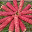 Early Pink Popcorn Fresh Seeds Fast Shipping