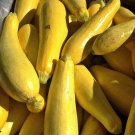 Early Prolific Straightneck Summer Squash Fresh Seeds Fast Shipping
