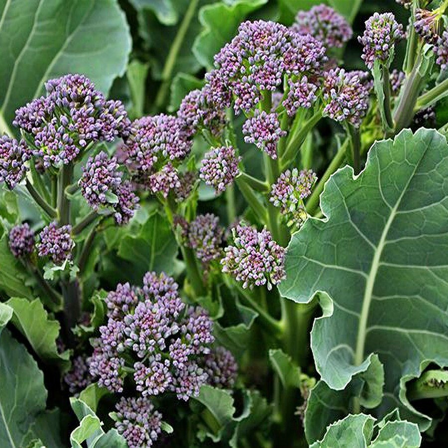 Early Purple Sprouting Broccoli Vegetable Seeds Fresh Seeds Fast Shipping
