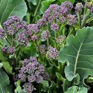 Early Purple Sprouting Broccoli Vegetable Seeds Fresh Seeds Fast Shipping
