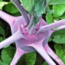 Early Purple Vienna Kohlrabi Vegetable Seeds Fresh Seeds Fast Shipping