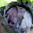 Early Red Acre Cabbage Vegetable Fresh Seeds Fast Shipping