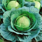 Early Round Dutch Cabbage Vegetable Seeds Fresh Seeds Fast Shipping