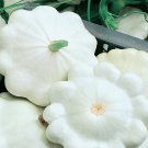 Early White Bush Scallop Summer Squash Fresh Seeds Fast Shipping