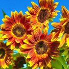 Earth Walker Sunflower Fresh Seeds Fast Shipping
