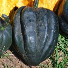 Ebony Acorn Winter Squash Fresh Seeds Fast Shipping
