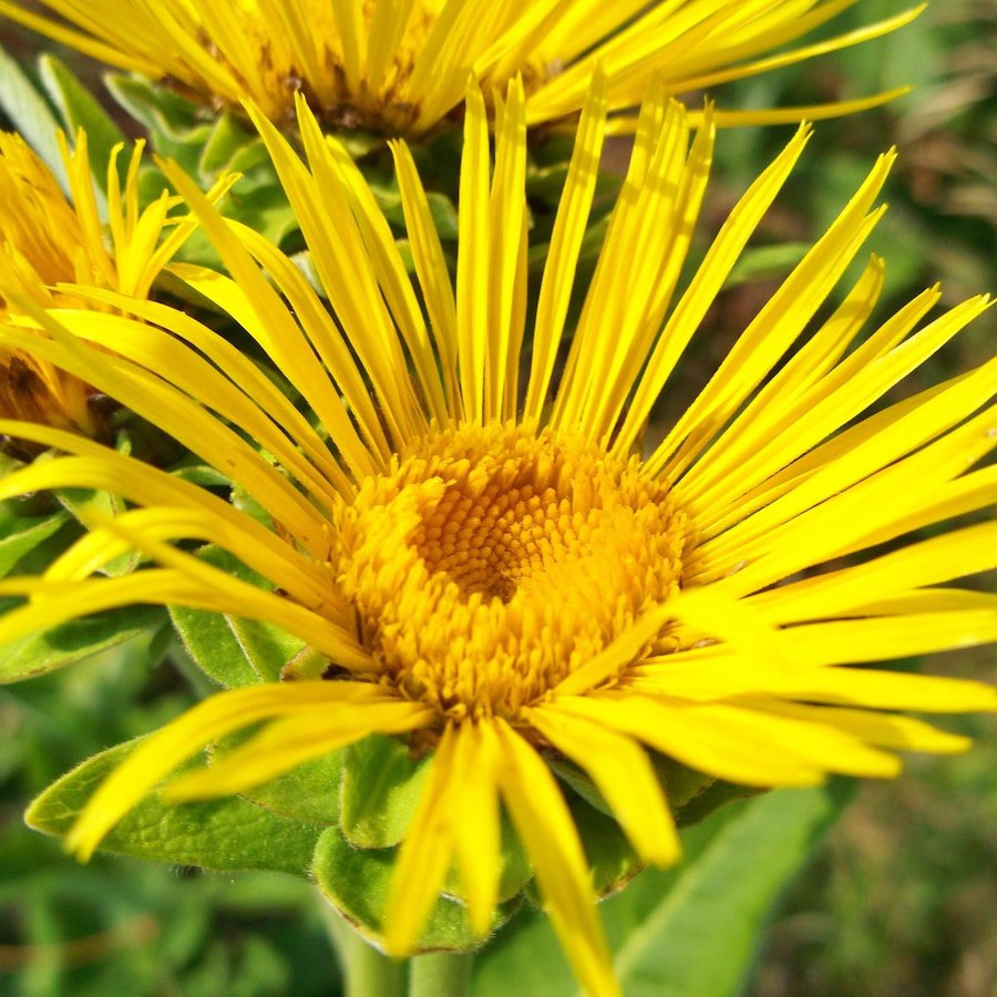 Elecampane Elf Wort Culinary Herb Fresh Seeds Fast Shipping
