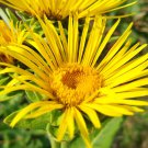 Elecampane Elf Wort Culinary Herb Fresh Seeds Fast Shipping