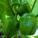 Emerald Giant Sweet Bell Pepper Vegetable Seeds Fresh Seeds Fast Shipping