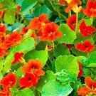 Empress Of India Nasturtium Gourmet Mix Edible Flower Fresh Seeds Fast Shipping