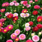 English Daisy Mix Flower Seeds Bellis Perennis 200 Seeds Fresh Seeds Fast Shipping