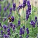 English Lavender Flower Seeds Lavandula Angustifolia-Vera 200 Seeds Fresh Seeds Fast Shipping