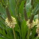 English Plantain Herb Seeds Plantago Lanceolata 100 Seeds Fresh Seeds Fast Shipping