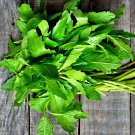 Epazote Herb Strong And Flavorful Essential For Mexican Cuisine Fresh Seeds Fast Shipping