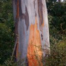 Eucalyptus Grey Gum Tree Seeds Eucalyptus Punctata 100 Seeds Fresh Seeds Fast Shipping
