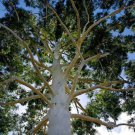 Eucalyptus Rose Gum Tree Seeds Eucalyptus Grandis 100 Seeds Fresh Seeds Fast Shipping