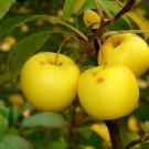 European Crab Apple Tree Seeds Malus Sylvestris 15 Seeds Fresh Seeds Fast Shipping