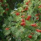 European Mountain Ash Tree Seeds Sorbus Aucuparia 50 Seeds Fresh Seeds Fast Shipping