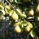 European Pear Tree Seeds Pyrus Communis 15 Seeds Fresh Seeds Fast Shipping
