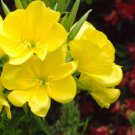 Evening Primrose Flower Seeds Oenothera Missouriensis 50 Seeds Fresh Seeds Fast Shipping