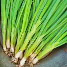 Evergreen Hardy White Bunching Onion Vegetable Seeds Fresh Seeds Fast Shipping