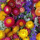 Everlasting Wildflowers Seeds 200 Seeds Fresh Seeds Fast Shipping