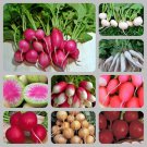 Extreme Radish Mix Radish Garden Fun For Kids Fresh Seeds Fast Shipping