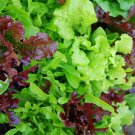 Fall And Winter Mix Lettuce Fresh Seeds Fast Shipping