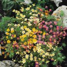 False Baby Stars Mix Flower Seeds Leptosiphon 200 Seeds Fresh Seeds Fast Shipping